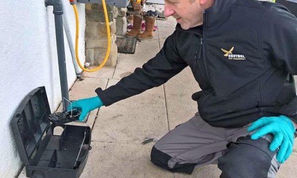 Rat removal Doncaster