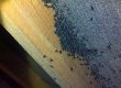 flies in the loft