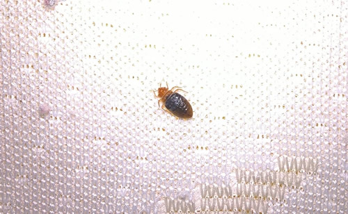 Do I have bed bugs?
