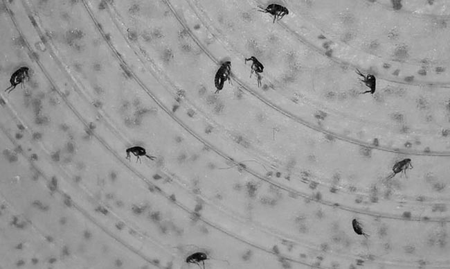 Flea control Doncaster and Wakefield areas