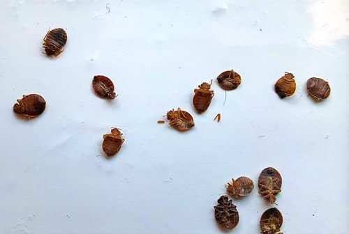 Signs of a Bed Bug Infestation