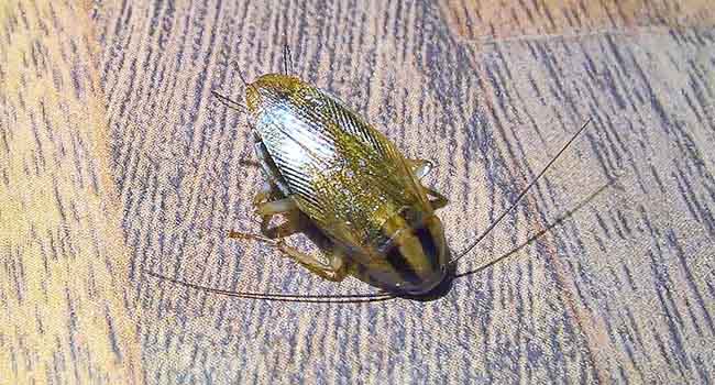 German cockroach