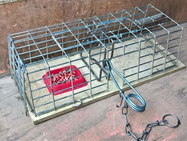 Squirrel trap