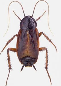 What are the signs of a Cockroach infestation?