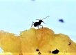 ant infestation in my house