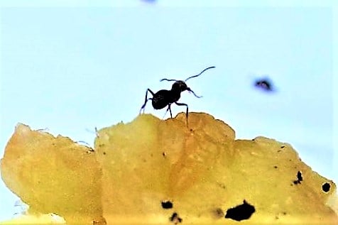 ant infestation in my house