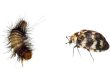 Carpet beetle control Doncaster