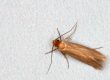 clothes moth control doncaster