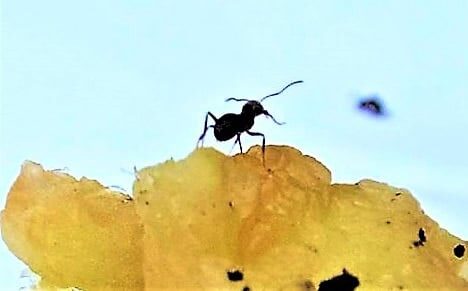 Signs of an ant infestation