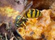 what to do about wasps in your loft