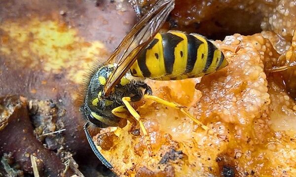 what to do about wasps in your loft