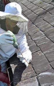 Wasp control treatment