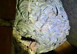 Wasp nest in loft