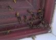 wasp treatment service