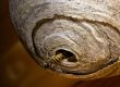 wasp nest treatment doncaster