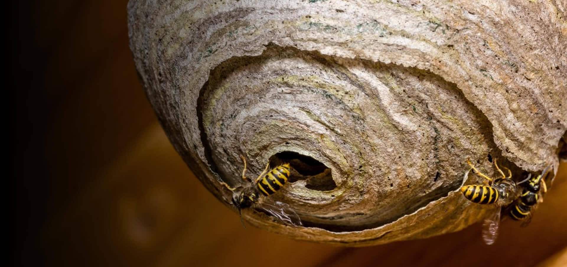 wasp nest treatment doncaster