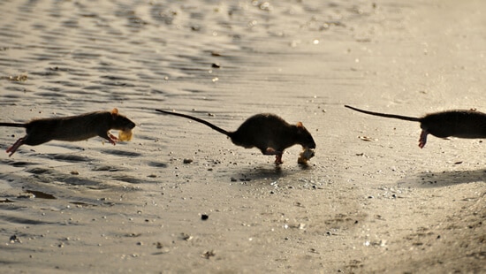 Rat control Doncaster