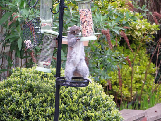 Squirrel control Doncaster