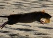 rat infestations and doncaster floods