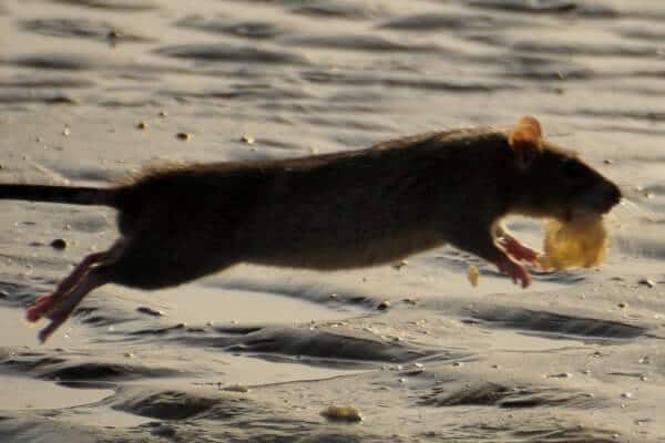 rat infestations and doncaster floods