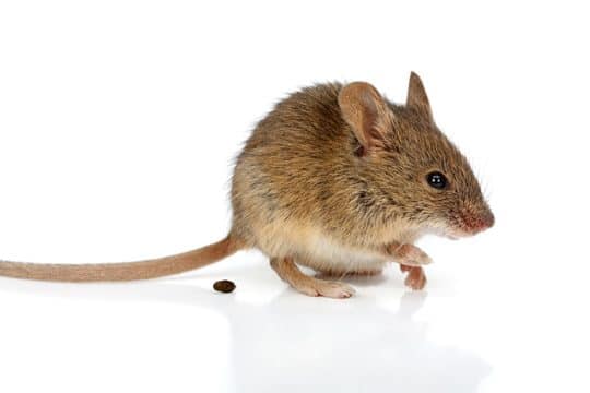 mouse control doncaster