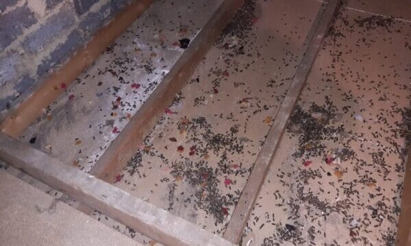 rat contamination under loft insulation