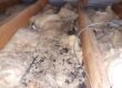 loft clearance due to rat/mice contamination