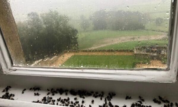 flies in my house doncaster