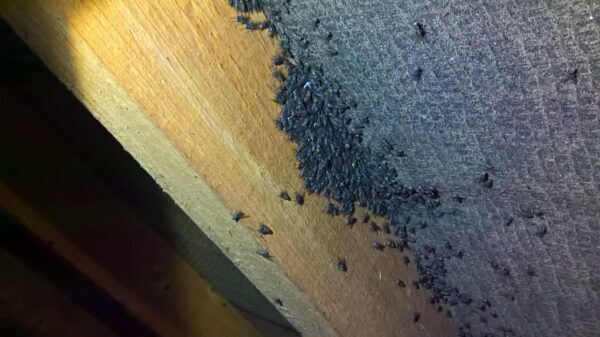 cluster flies in loft