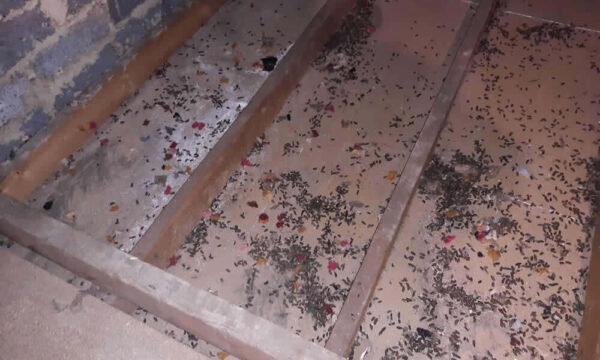 Rat droppings under loft insulation