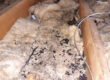Rodent contamination of loft insulation
