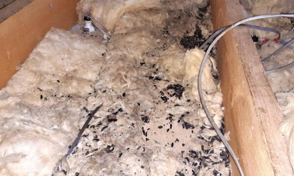 Rodent contamination of loft insulation