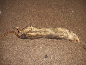 dead rodents