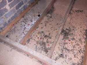 contaminated loft space