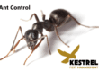 black ant treatment