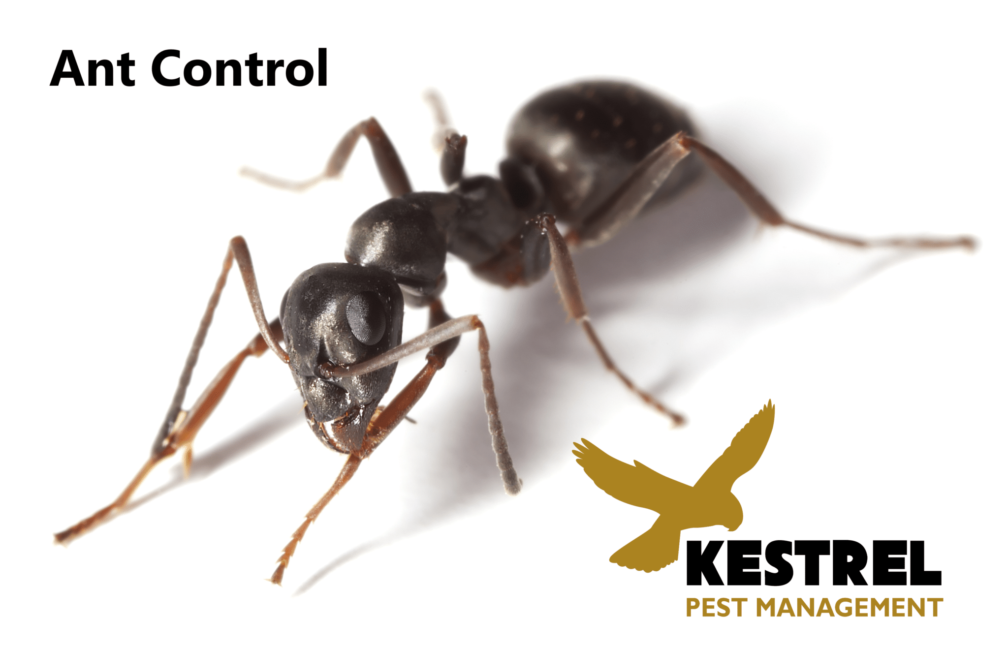 black ant treatment