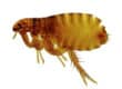 flea treatment for a house