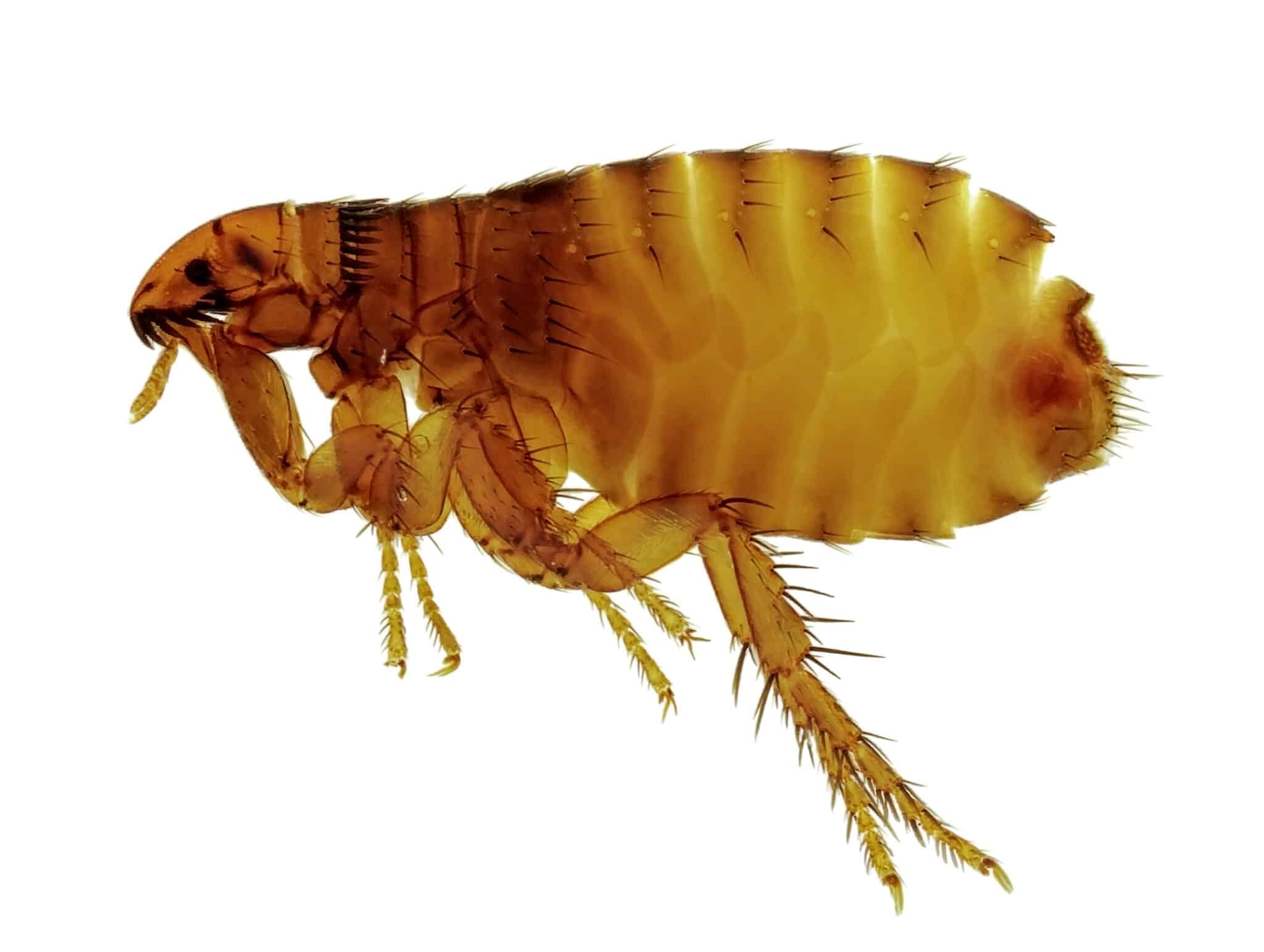 flea treatment for a house