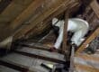 loft decontamination
